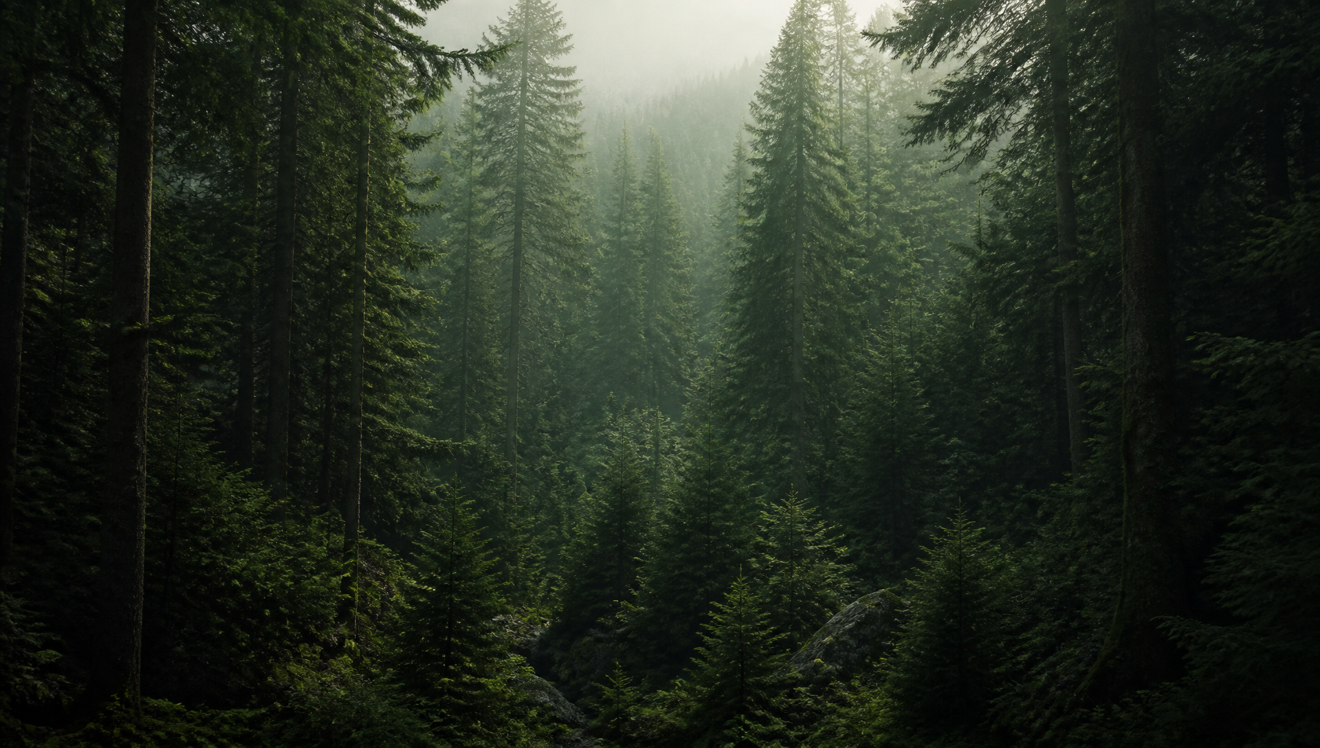 Mörk granskog som bakgrundsbild